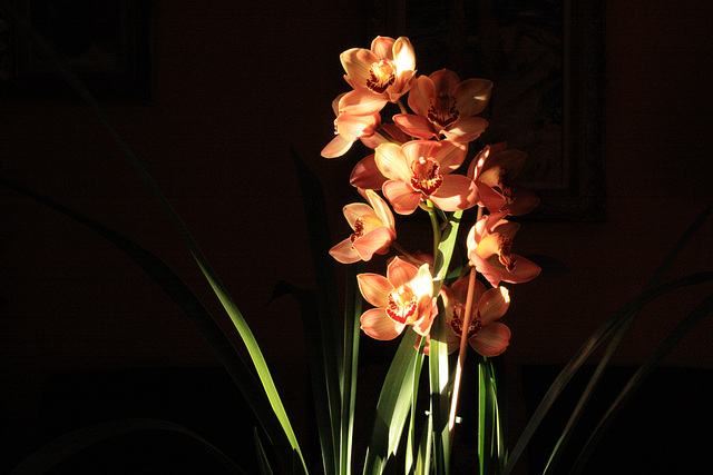 mon orchidée