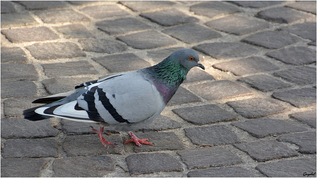 Pigeon Urbain 2 !