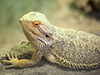 Eastern Bearded Dragon at Jurques Zoo - September 2011