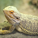 Eastern Bearded Dragon at Jurques Zoo - September 2011