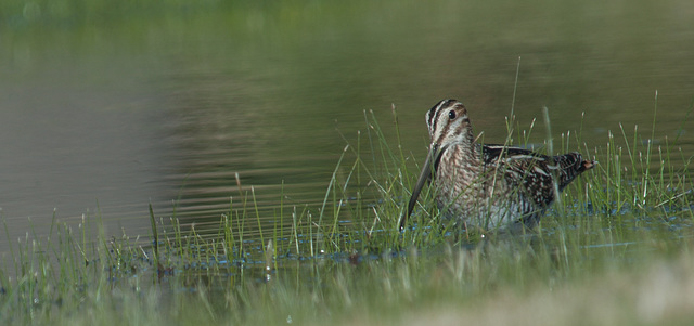 At the Water's Edge