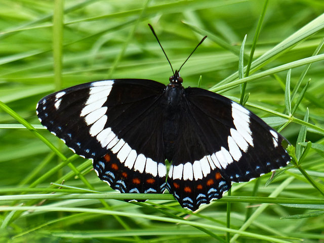 White Admiral