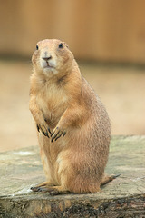 Prairie Dog - Chien de Prairie - Jurques Zoo - September 2011