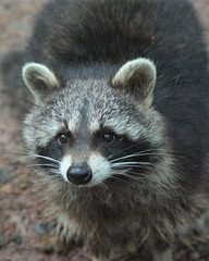 Racoon - Zoo de Jurques - September 2011