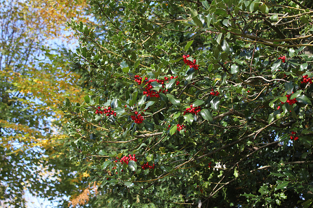 Ilex aquifolia- Spécimen femelle