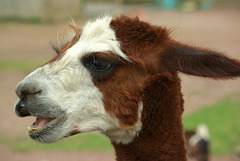 Alpaca at Zoo de Jurques - September 2011