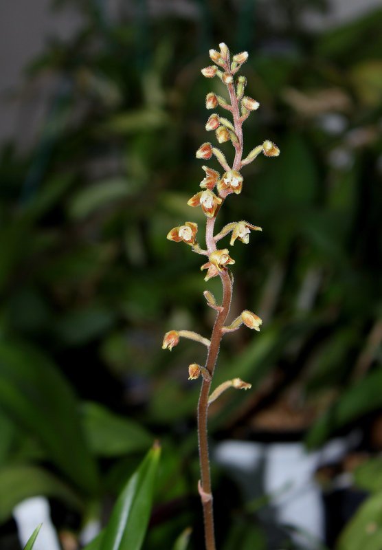Macodes petola  (2)