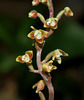 Macodes petola