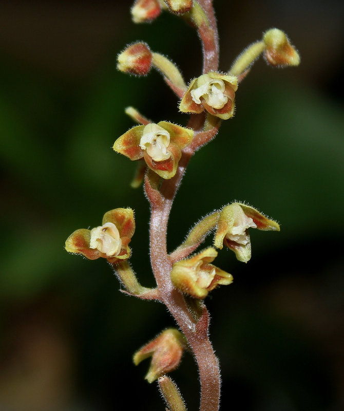 Macodes petola