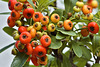 Bonsai Nepal Firethorn – Botanical Garden, Montréal, Québec