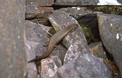 Skink