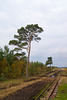 Aschhorner Moor DSC01192