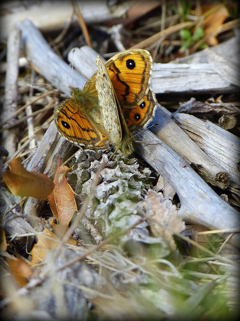 ...un  papillon femelle s'installe sur les ailes du mâle :ils sont dos à dos pour s'acoupler  ...