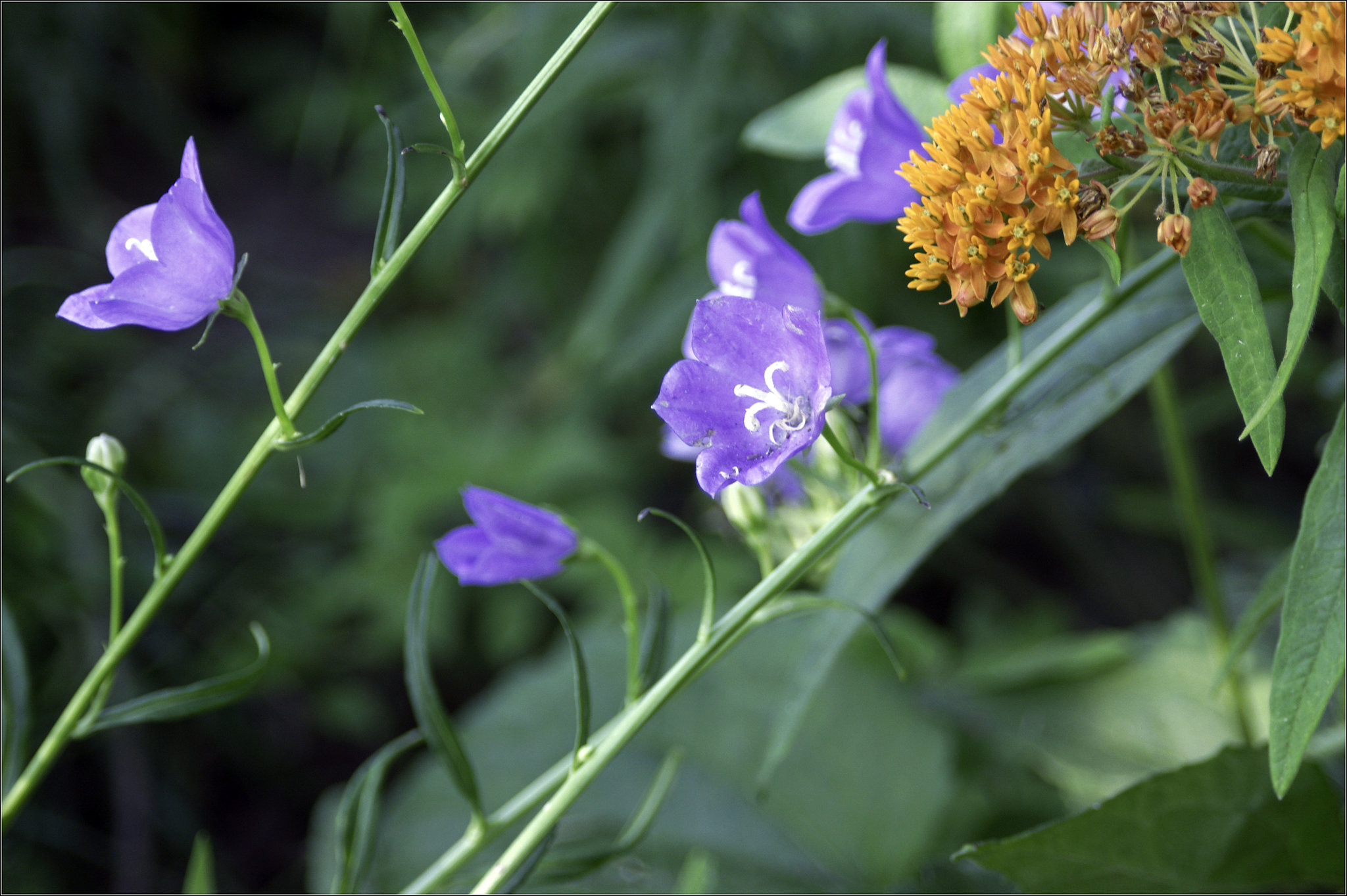 Blue Bellflowers