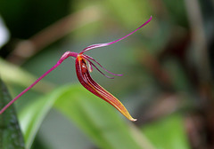 Restrepia brachypus (4)