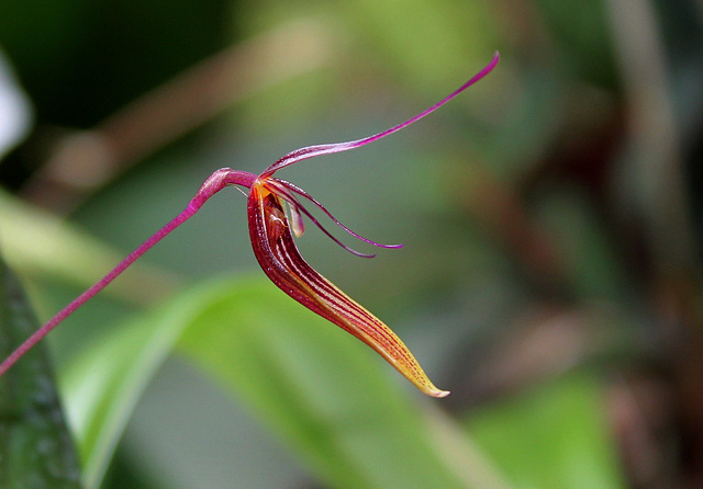 Restrepia brachypus (4)