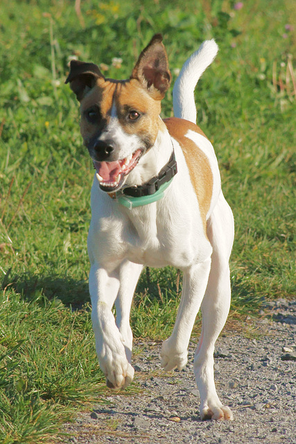 Jack Russell Rico DSC02647