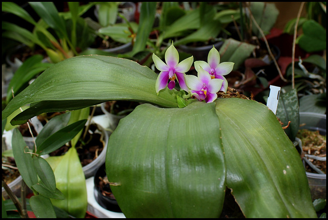 Phalaenopsis bellina (3)