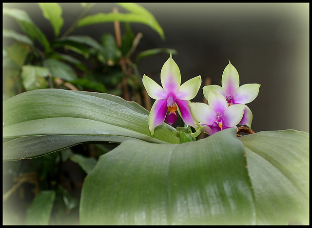 Phalaenopsis bellina (4)