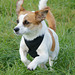 Jack Russell Clifford DSC02817