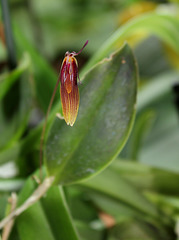 Restrepia brachypus (3)