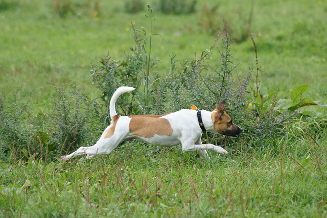 Jack Russell Rico DSC02843