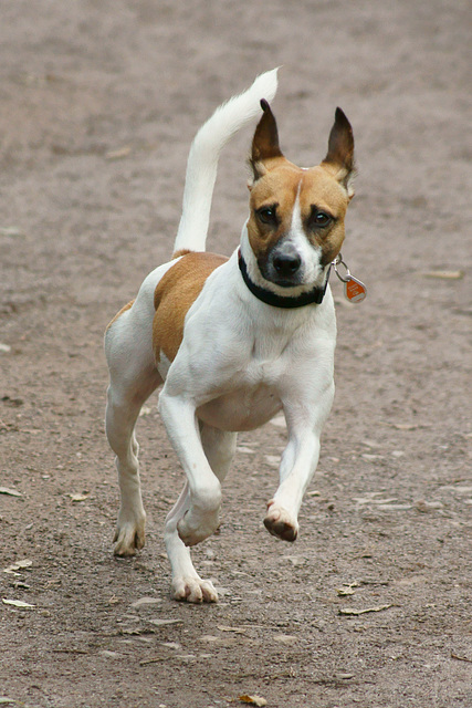 Jack Russell Rico DSC02845