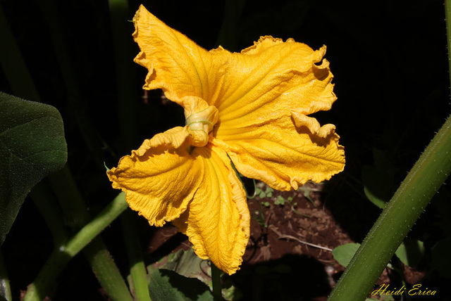 FLOR DEL ZAPALLO