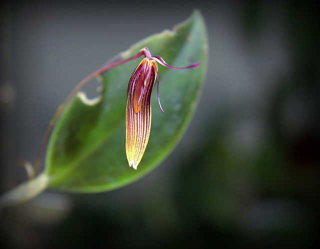 Restrepia brachypus '1' (6)