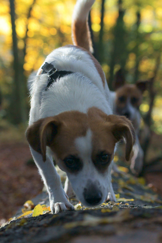 Jack Russell Clifford und Rico DSC02903