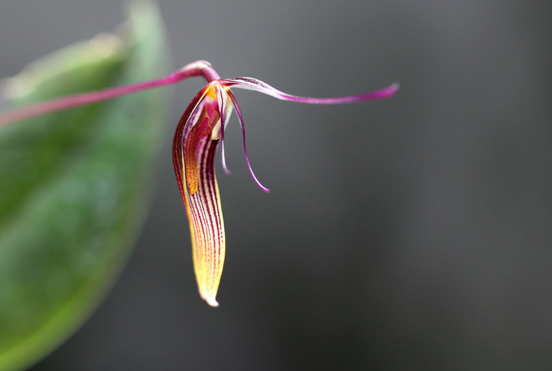 Restrepia brachypus '1' (7)