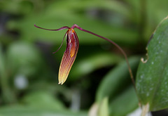 Restrepia brachypus (2)