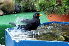 Blackbird bathing...  :-)) ©UdoSm