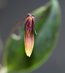 Restrepia brachypus '1' (8)