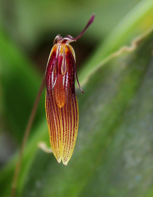 Restrepia brachypus