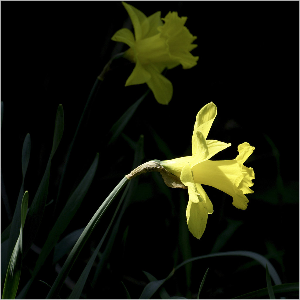 Daffodils