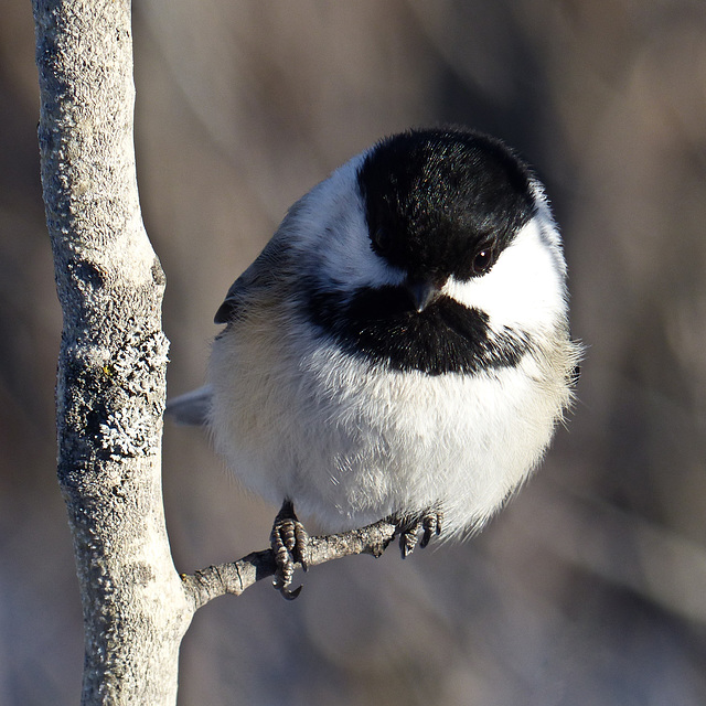 Gotta love those Chickadees