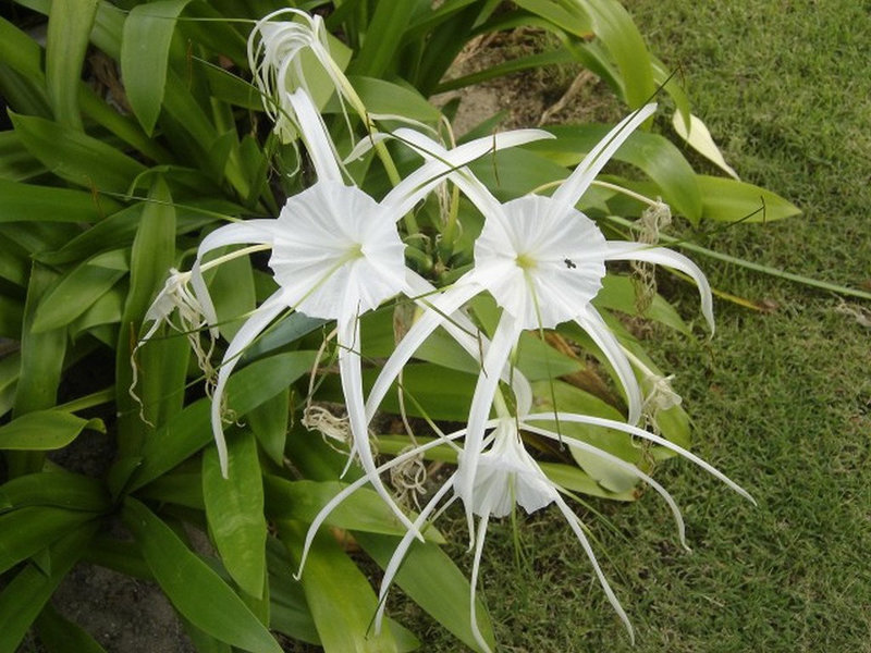 Longouse à fleurs blanches