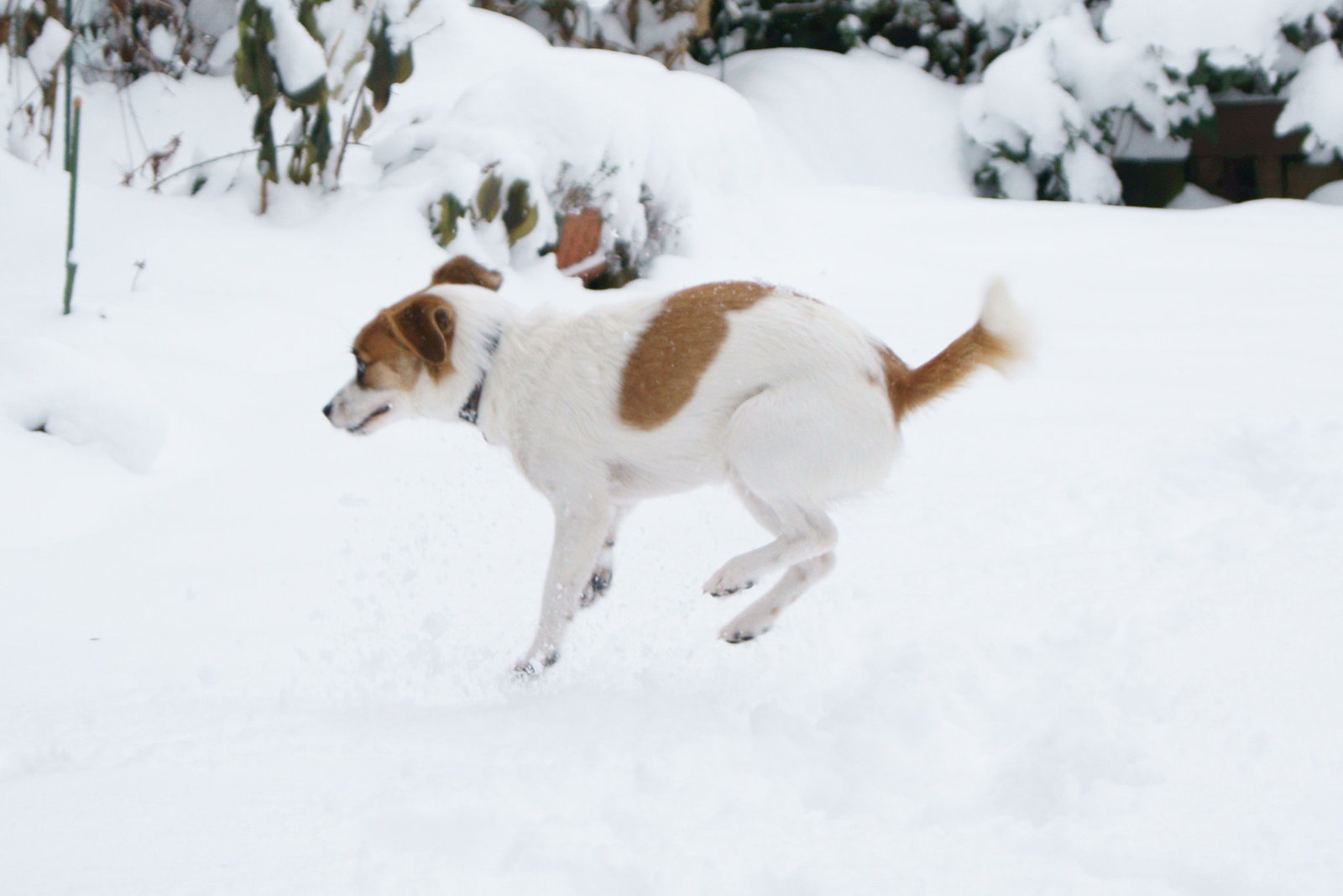 Jack Russell Terrier Clifford DSC03364