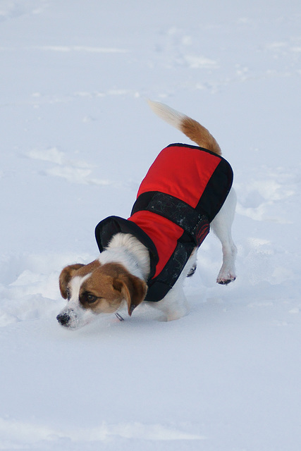 Der erste Winter für Jack Russell Terrier Clifford