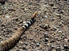 Western Diamondback Rattlesnake, the warning end