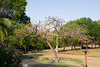 DSC07515-1