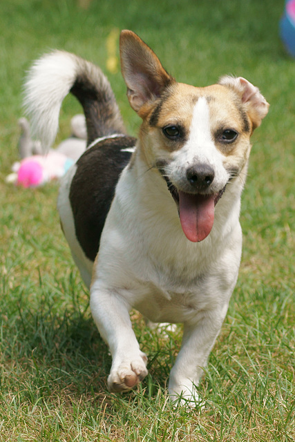 Jack Russell Felix DSC01453