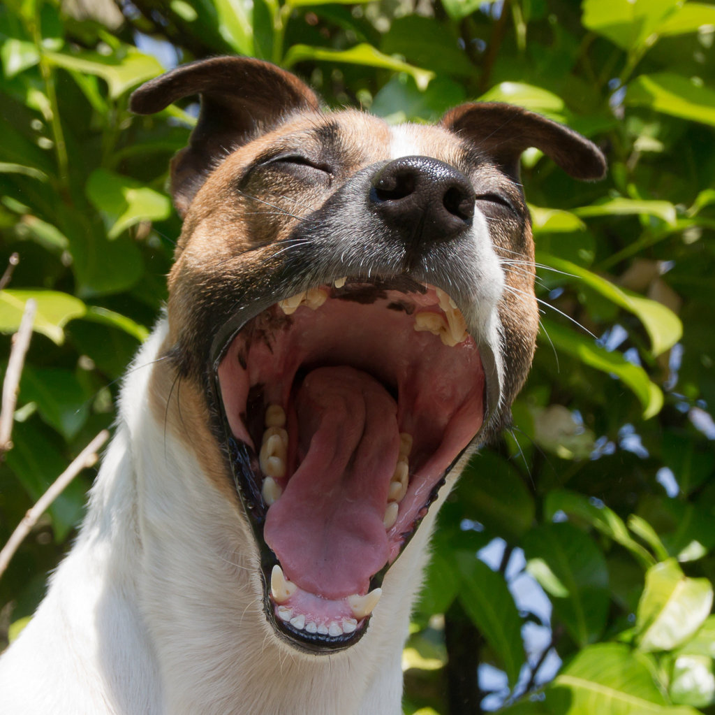 Jack Russell Rico
