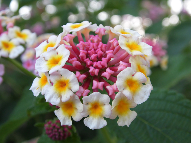 Some Eye-catching Flowers