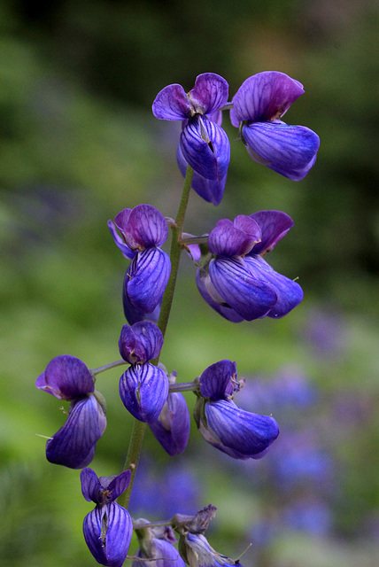 Subalpine Lupine