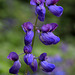 Subalpine Lupine