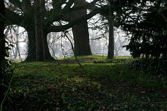 Trees on a Misty Morning