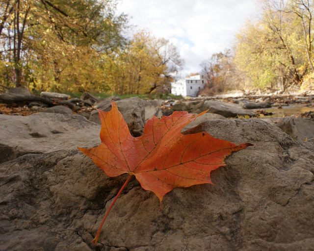 au bord de la rivière/on the shore of the river