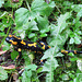 Feuersalamander - 2013-10-13 - IMG 1729 - Bearb-1